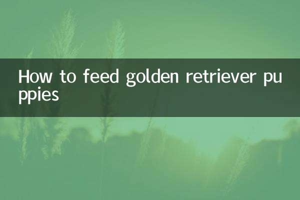 Como alimentar filhotes de golden retriever