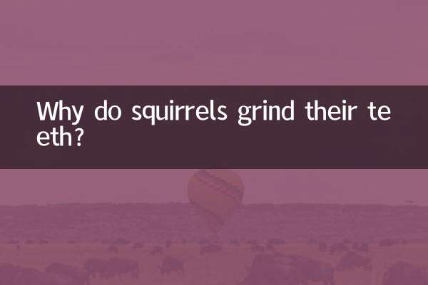 松鼠磨牙怎么回事