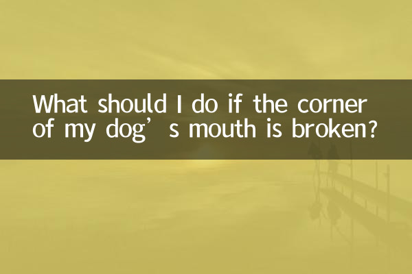 강아지 입꼬리가 부러졌을 경우 어떻게 해야 하나요?