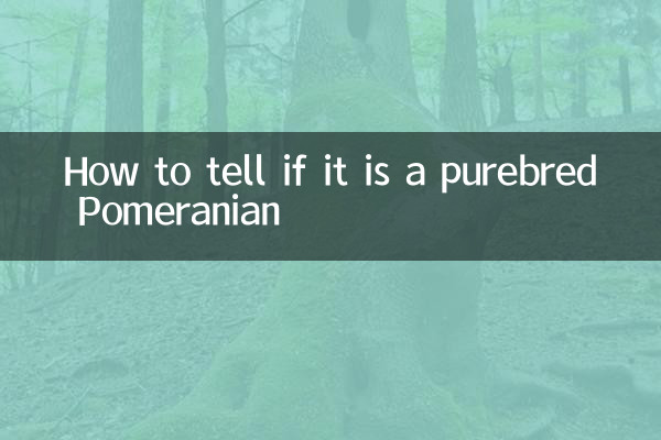 Como saber se é um Pomerânia de raça pura?