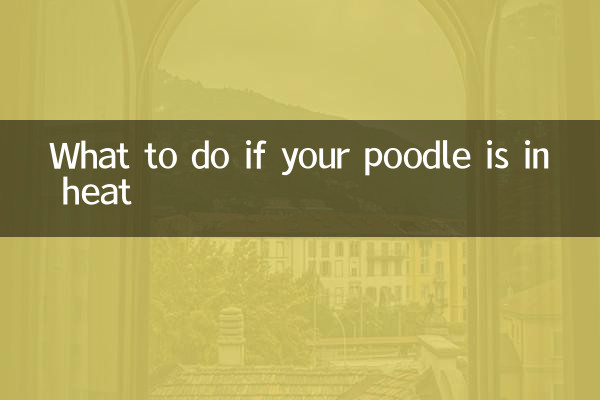 푸들이 발정기 상태라면 어떻게 해야 할까요?