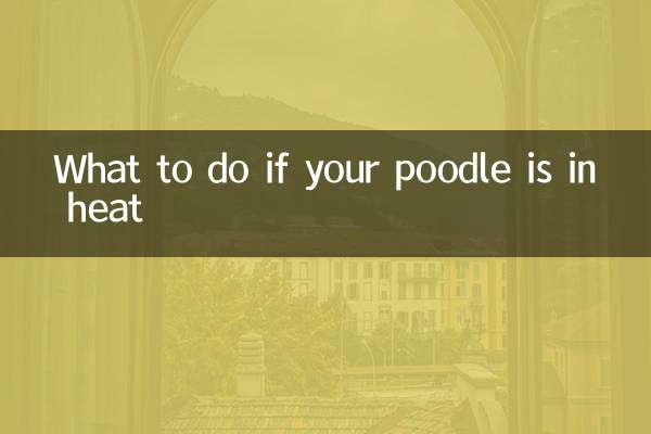 Cosa fare se il tuo barboncino è in calore