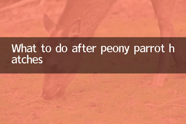 牡丹鸚鵡出殼後怎麼辦