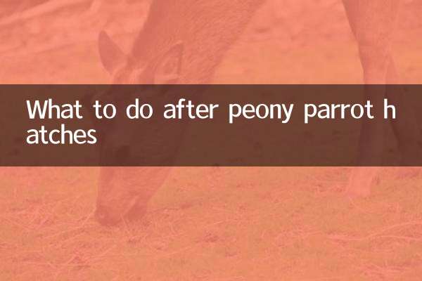 پس از بیرون آمدن طوطی گل صد تومانی چه باید کرد؟