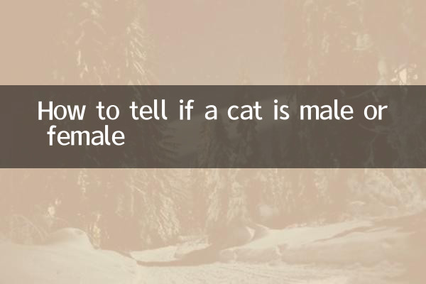 怎麼看貓咪是公母
