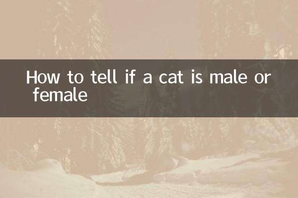 Cómo saber si un gato es macho o hembra