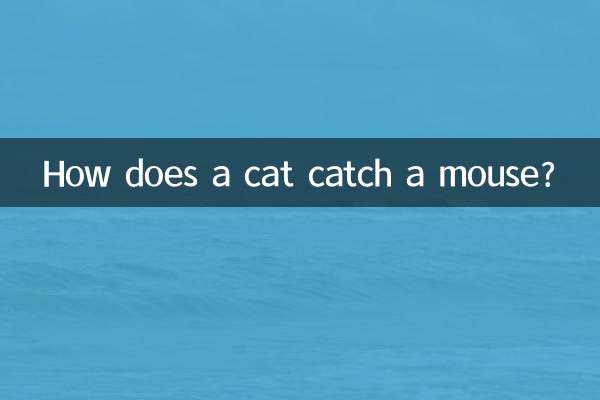 Wie fängt eine Katze eine Maus?