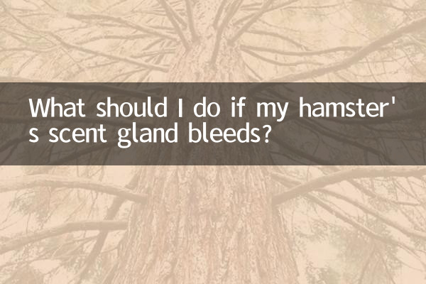O que devo fazer se a glândula odorífera do meu hamster sangrar?