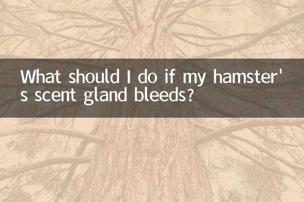 Was soll ich tun, wenn die Duftdrüse meines Hamsters blutet?