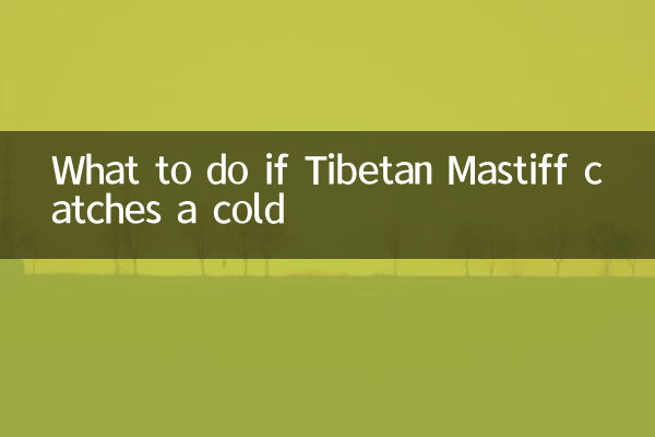 O que fazer se o Mastim Tibetano pegar um resfriado