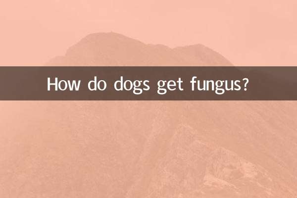 Comment les chiens attrapent-ils des champignons ?