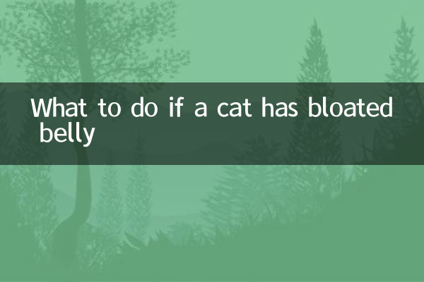 Que faire si un chat a le ventre gonflé