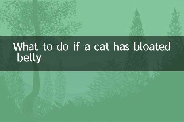 Qué hacer si un gato tiene la barriga hinchada