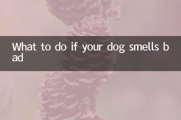 ماذا تفعل إذا كانت رائحة كلبك سيئة
