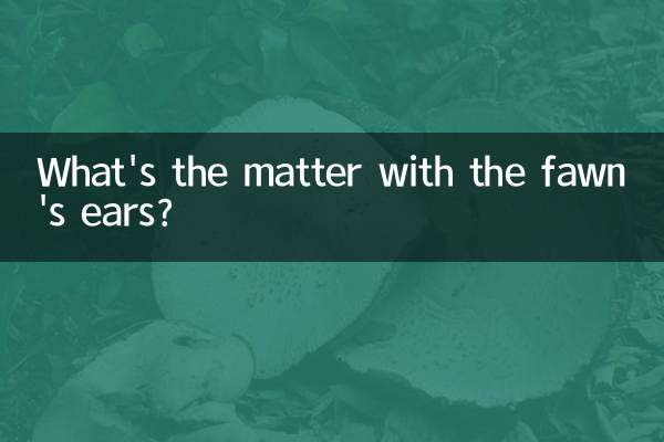 小鹿犬耳朵不立是怎么回事
