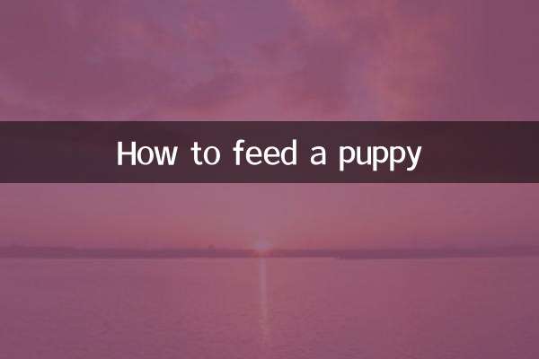 강아지에게 먹이를 주는 방법