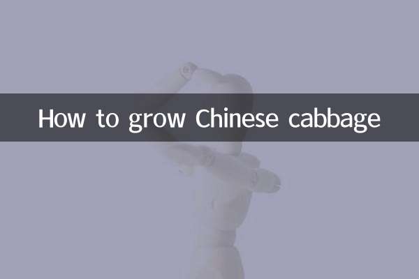 نحوه پرورش کلم چینی