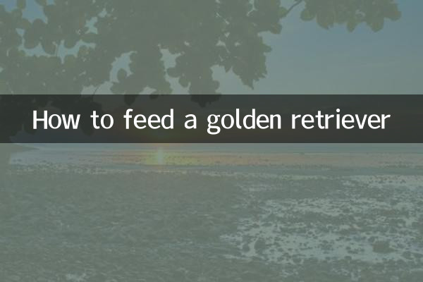 怎么喂养金毛犬