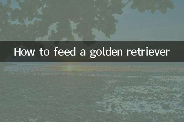 Como alimentar um golden retriever