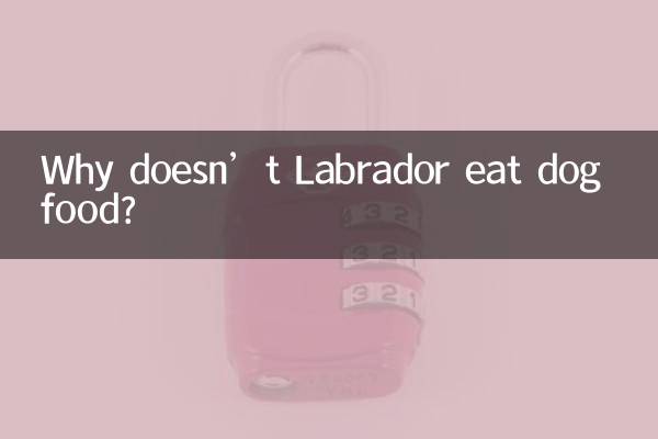 Perché il Labrador non mangia cibo per cani?