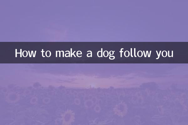 Wie man einen Hund dazu bringt, einem zu folgen