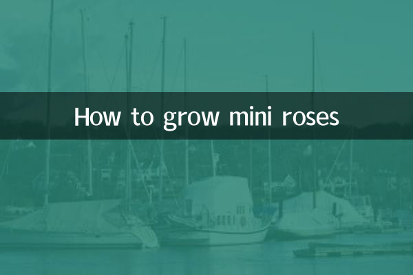 How to grow mini roses