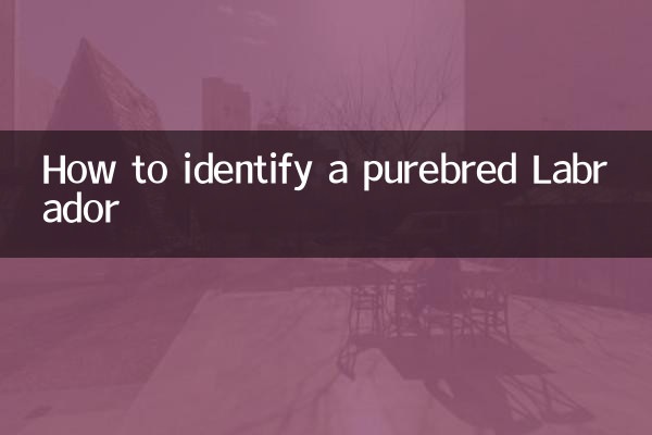 Come identificare un Labrador di razza pura