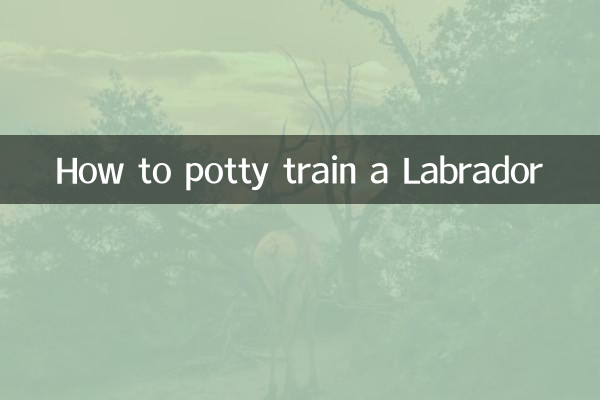 Come addestrare un Labrador al vasino