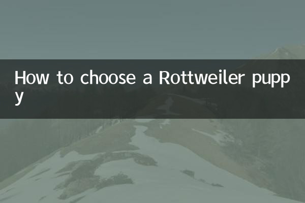 Como escolher um filhote de Rottweiler