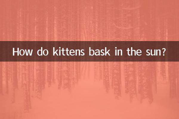 Come si crogiolano al sole i gattini?