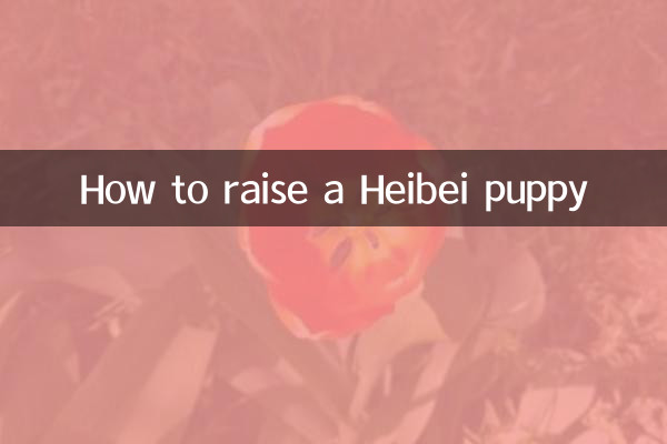 헤이베이 강아지를 키우는 방법
