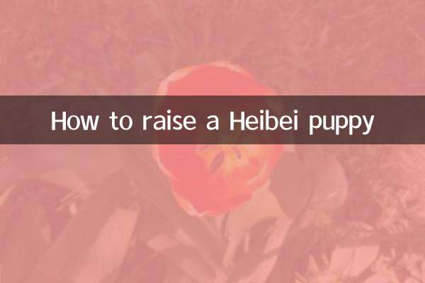 헤이베이 강아지를 키우는 방법