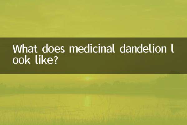 A quoi ressemble le pissenlit médicinal ?