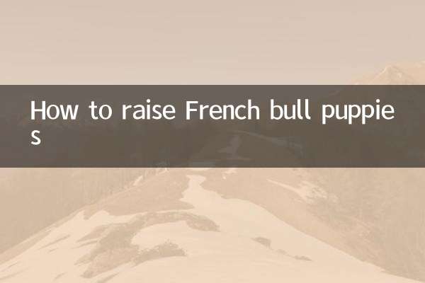 Como criar filhotes de touro francês