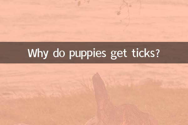 কুকুরছানা কেন ticks পেতে?