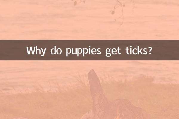 কুকুরছানা কেন ticks পেতে?