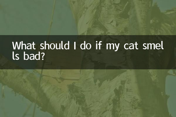 O que devo fazer se meu gato cheirar mal?