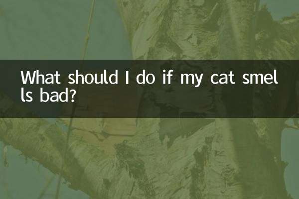 ¿Qué debo hacer si mi gato huele mal?