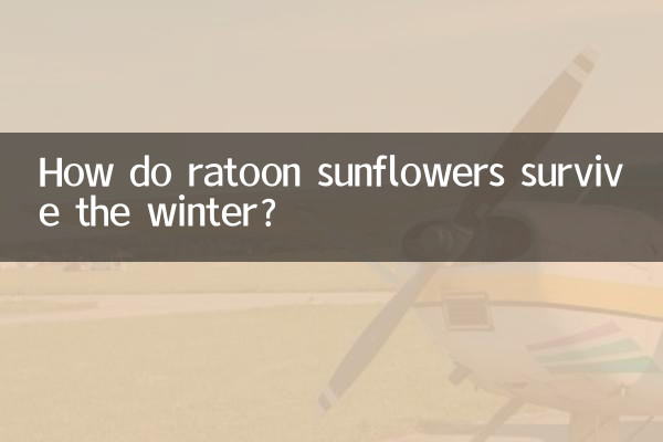 रैटून सूरजमुखी सर्दियों में कैसे जीवित रहते हैं?