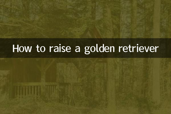 怎么样养金毛犬