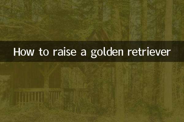 怎么样养金毛犬