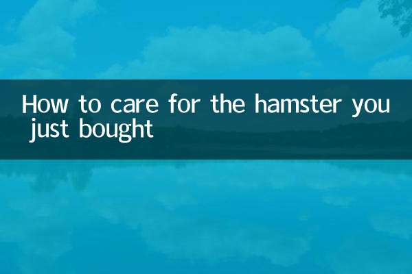 So pflegen Sie den Hamster, den Sie gerade gekauft haben