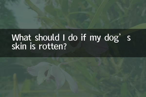 ¿Qué debo hacer si la piel de mi perro está podrida?
