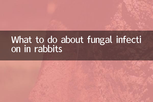 Was tun bei einer Pilzinfektion bei Kaninchen?