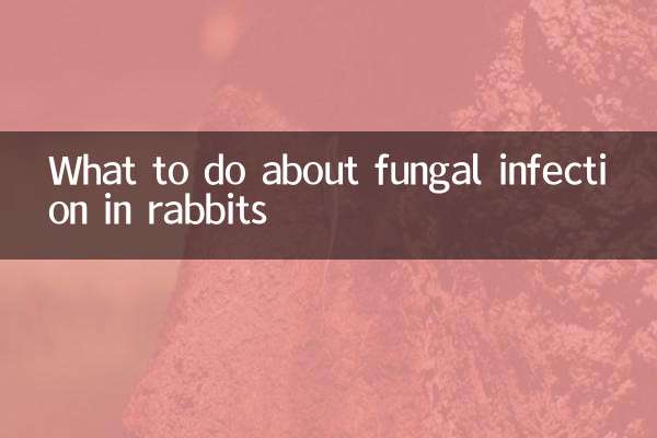 Was tun bei einer Pilzinfektion bei Kaninchen?