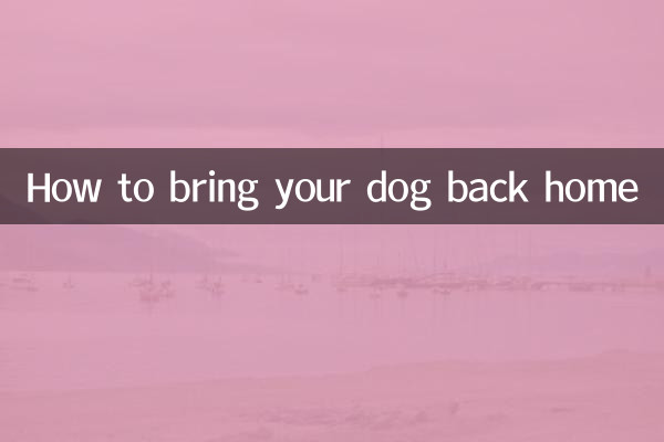 Como trazer seu cachorro de volta para casa