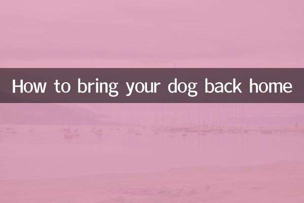 So bringen Sie Ihren Hund wieder nach Hause