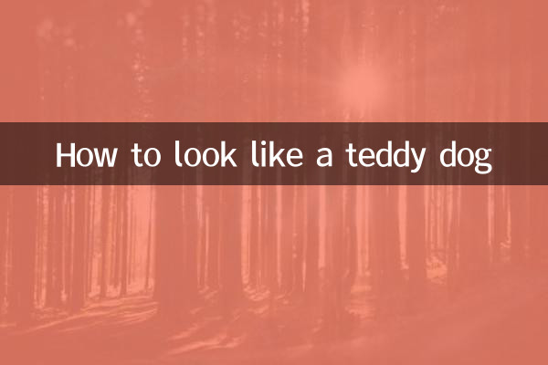 Wie man wie ein Teddyhund aussieht