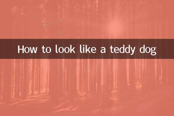 Wie man wie ein Teddyhund aussieht