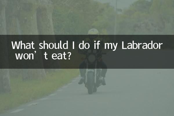 拉布拉多不吃怎麼辦